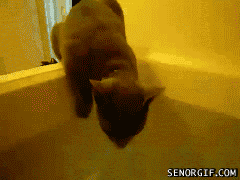 [caturday-bathtime_sg[2].gif]