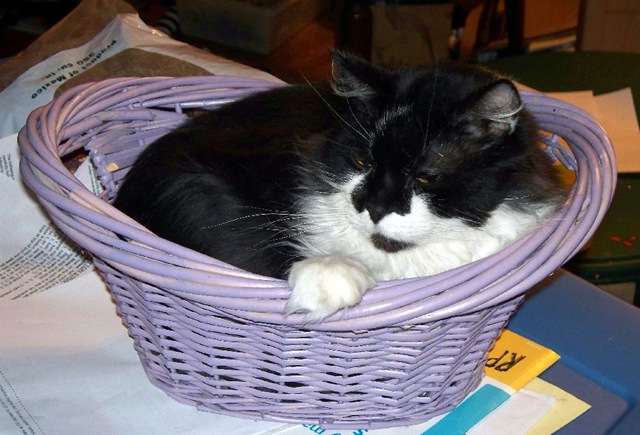 [kiki in tiny basket[5].jpg]