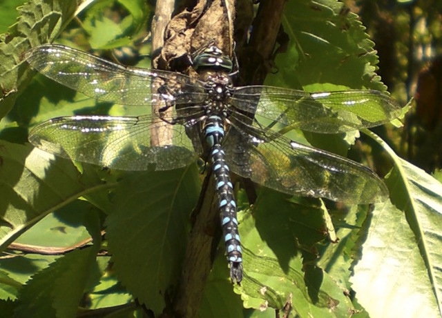 [dragonfly[3].jpg]