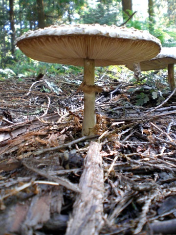 [mushroom1[3].jpg]