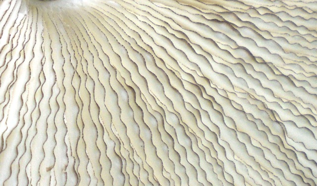 [mushroom4[5].jpg]