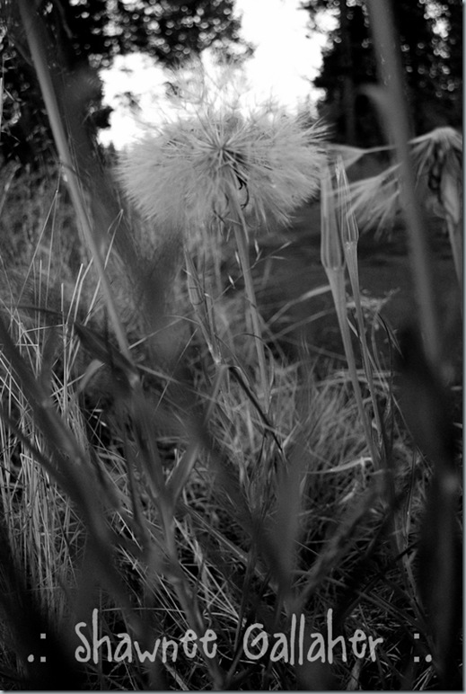 Dandelion- B&W