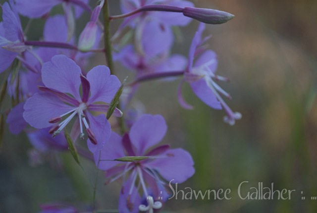 [Purple Flowers[3].jpg]