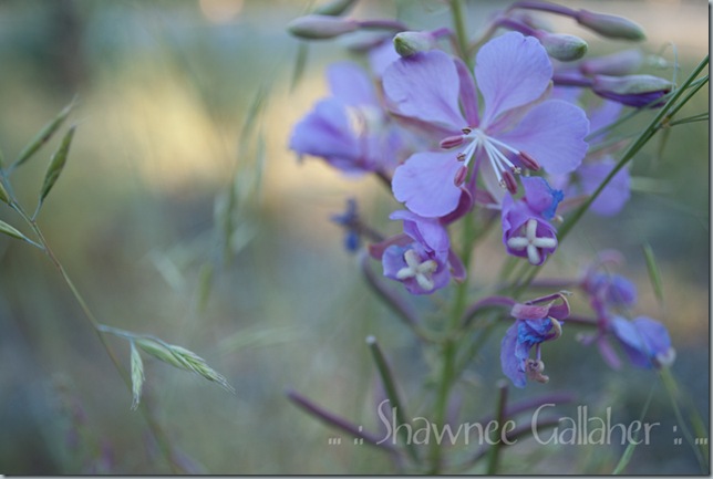 Purple Flower 2...too