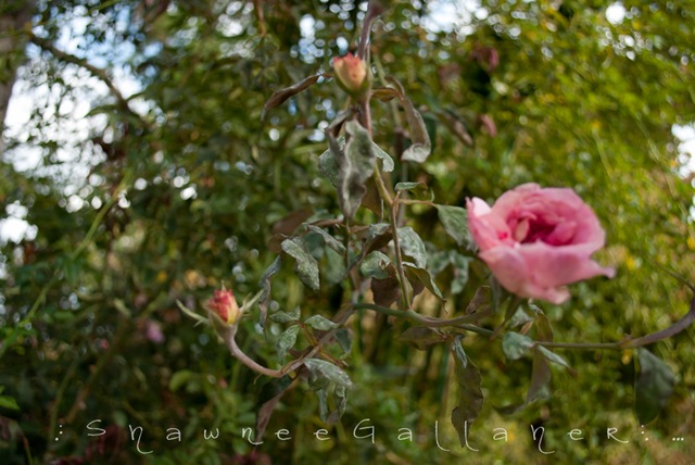 [Rose Garden.fuzzy.rose[3].jpg]