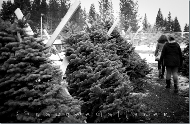 tree shopping.2