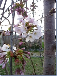 blossom2