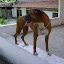 Cuca