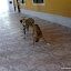 Junior e Laika só na farra!