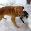 Imagem 010.jpg
