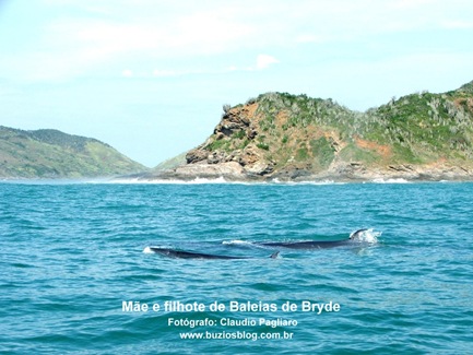 Foto 4 Mãe e Filhote na ponta do Criminoso