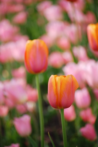 [pink orange tulips[1].jpg]