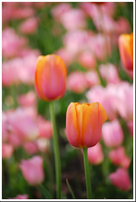pink orange tulips