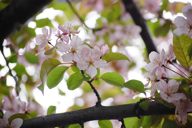 [appleblossoms[4].jpg]