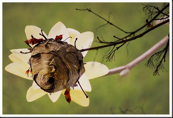 Magnolia Hornets Nest