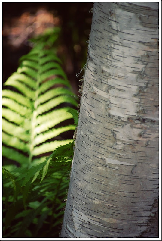 fern 2