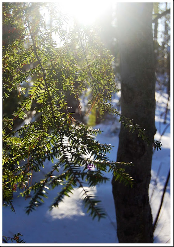 pine bough