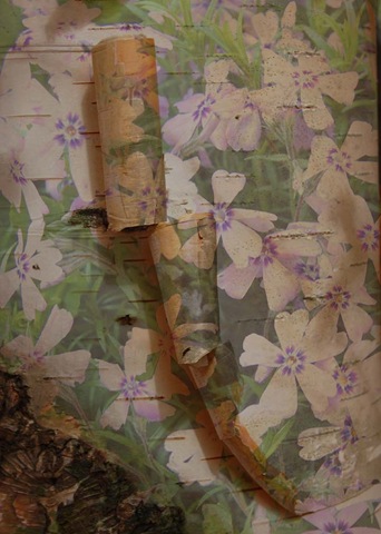 [birchphlox copy.jpg]