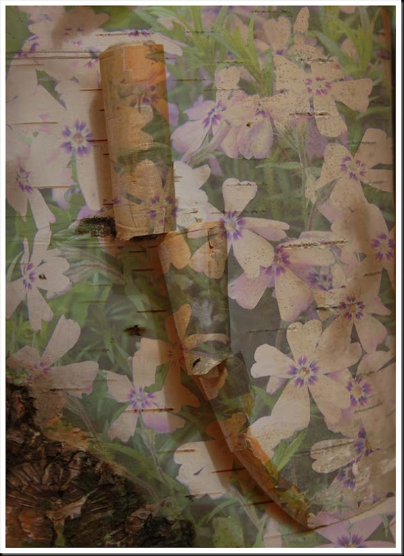 birchphlox copy