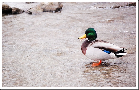 Male Mallard