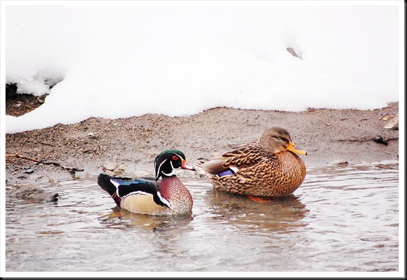 Wood Duck and Mallard Surprised