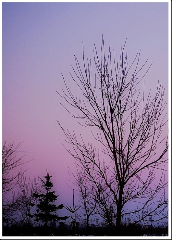 Purple tree