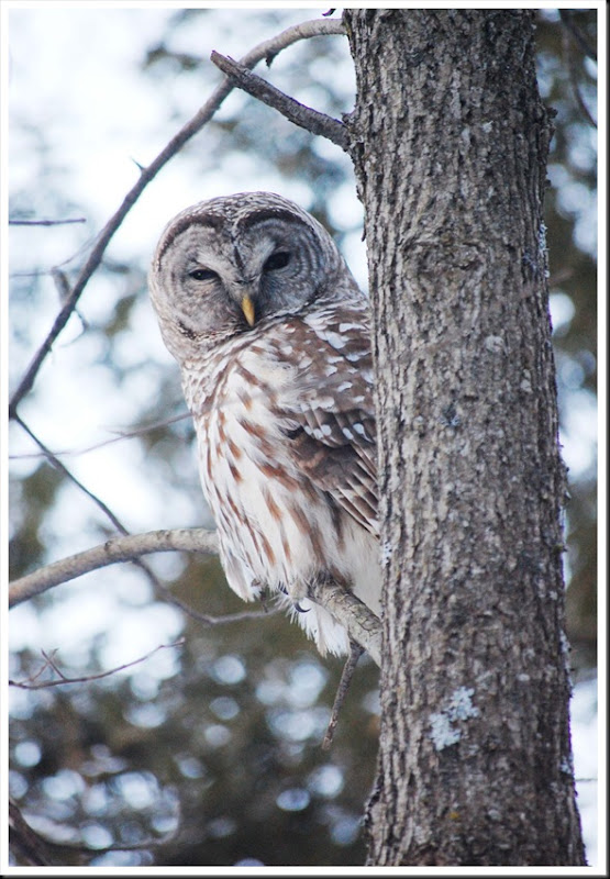 barred owl5