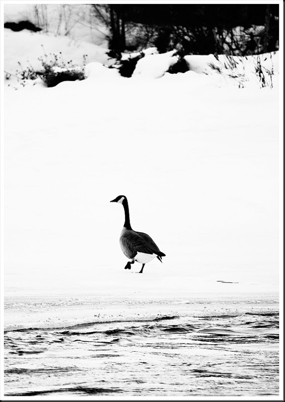 goose BW