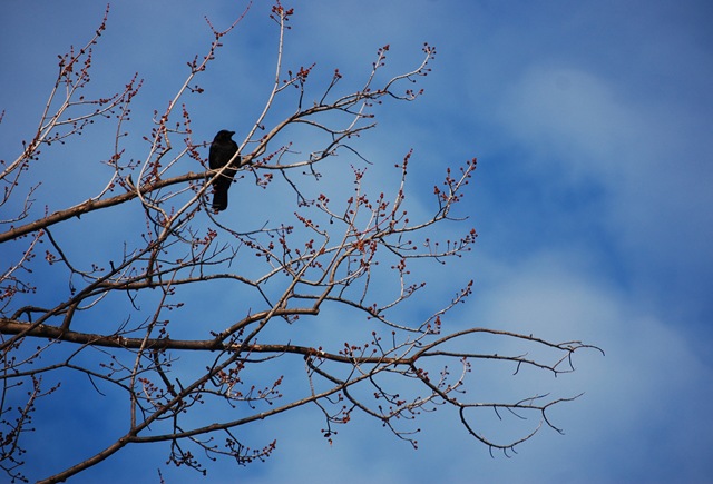 [crow[2].jpg]