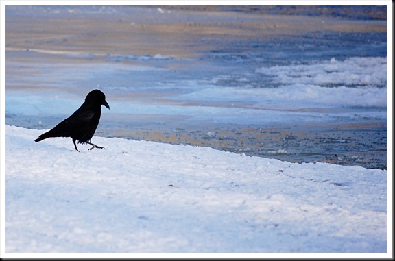 crow walk crow walk
