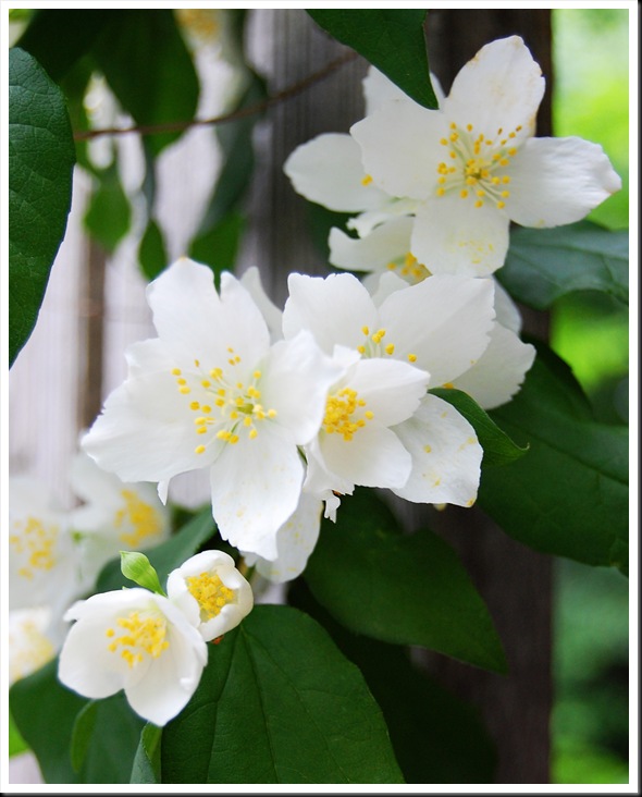 White apple blossoms