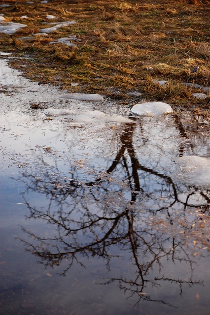 [Tree Reflection V[7].jpg]