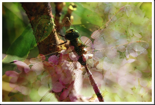 DRAGONFLY HYDRANGEA PINK