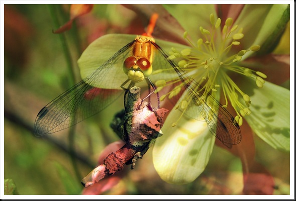 DRAGONFLY COLUMBINE