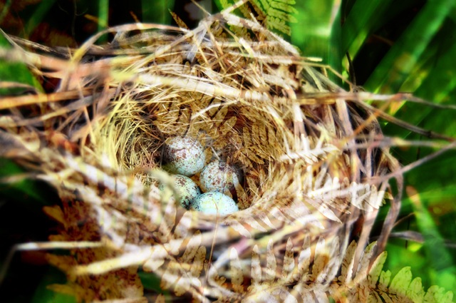 [BIRD Nest and Ferns[4].jpg]