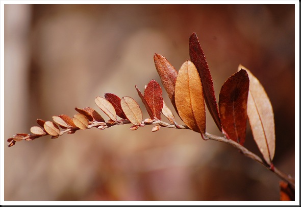 pink leaves