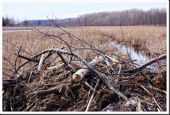 beaver dam roof