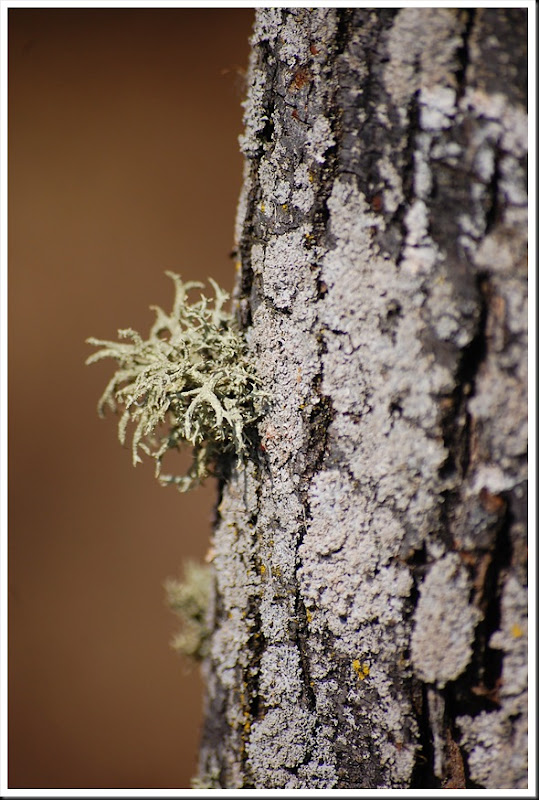 hairy moss