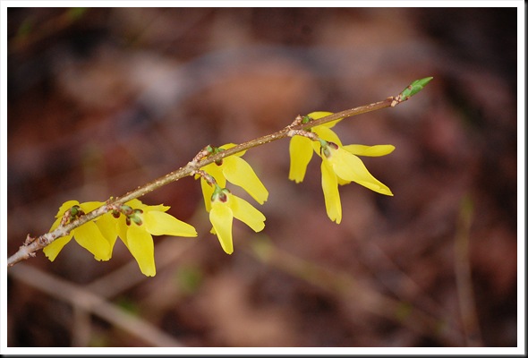 yellow buds