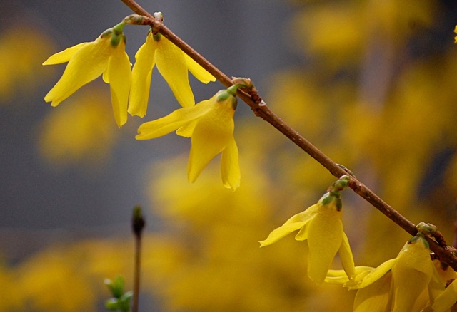 [forsythia[7].jpg]