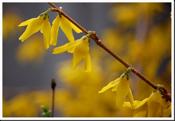 forsythia