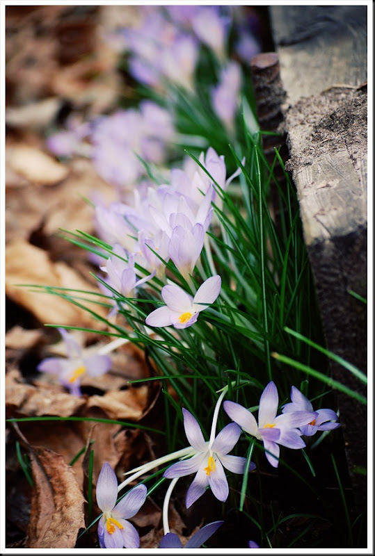 crocus