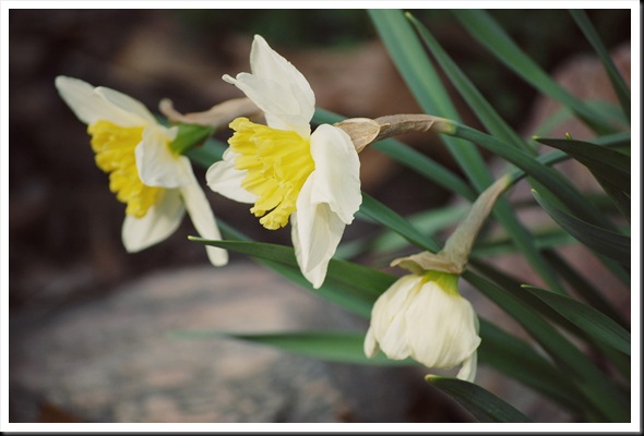daffodils
