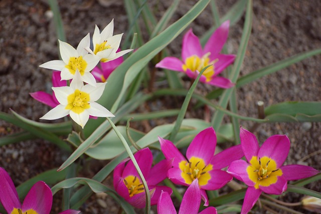 [rock tulips[4].jpg]