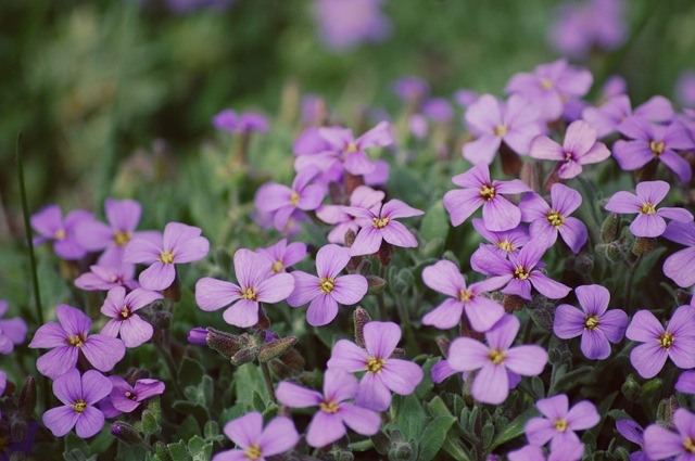 [purple ground cover[4].jpg]