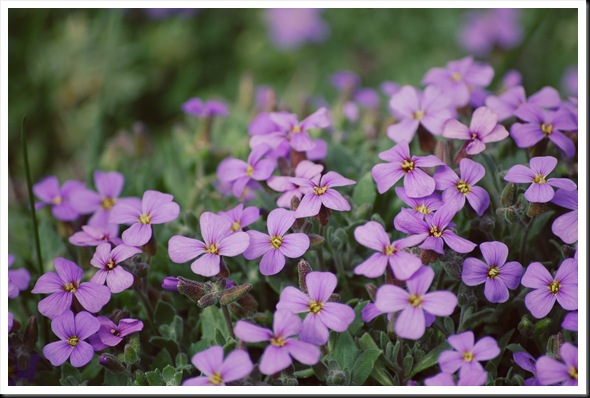 purple ground cover