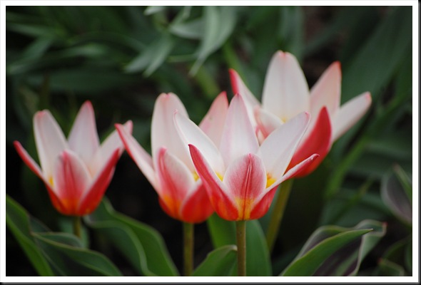 coral tulips