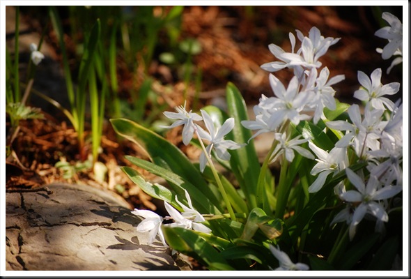 white spring flowers