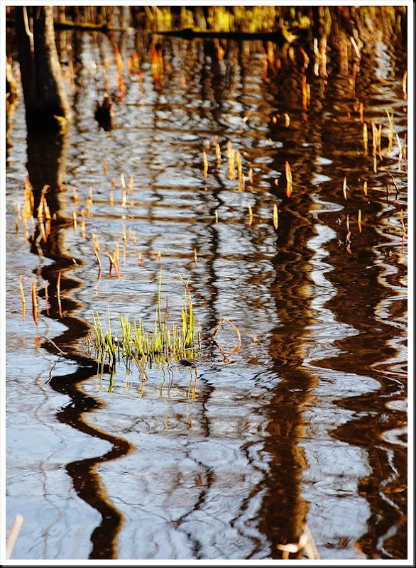 reed tree reflection
