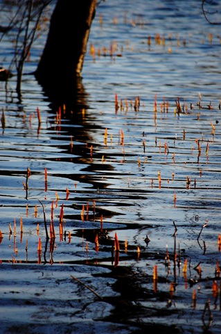 [reed tree[9].jpg]